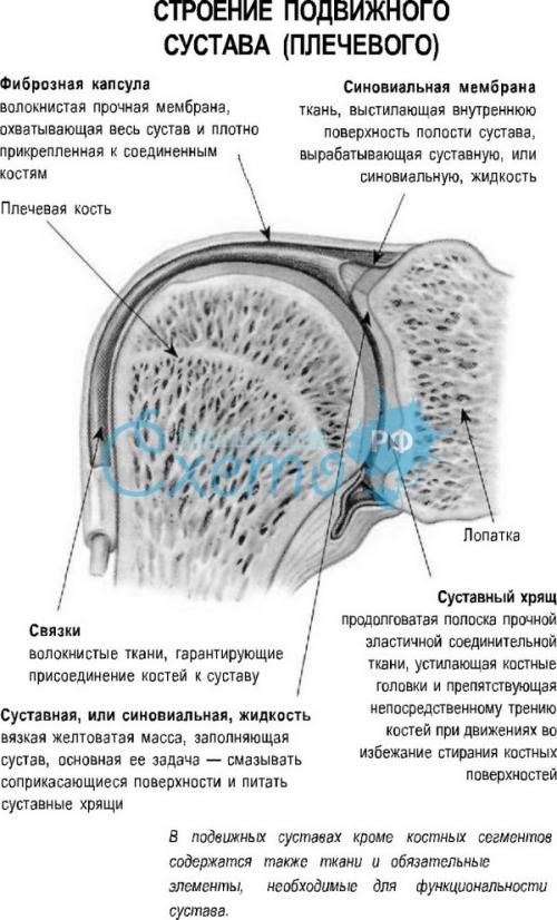 Плечевой сустав строение фото