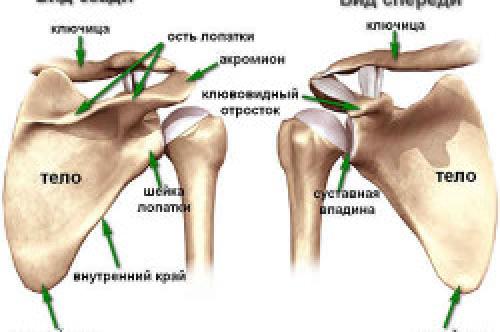 Хруст в лопатке. Причины возникновения заболевания