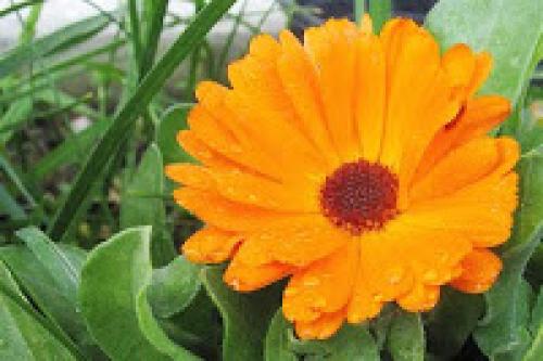 Ванны лечебные для детей. Ванны с Травами для Детей.