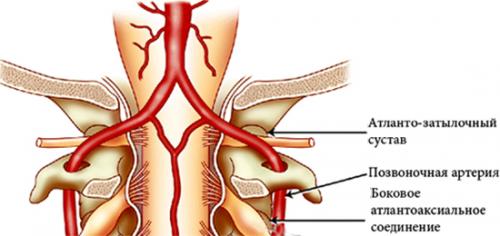 Передняя атланто-затылочная мембрана. Анатомия