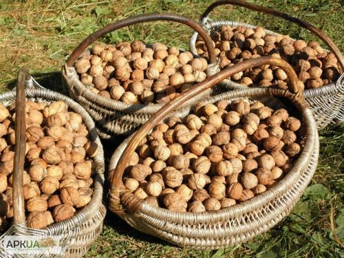 Как хранить орехи, чтобы не завелась моль. Как правильно хранить орехи, чтобы защитить их от моли