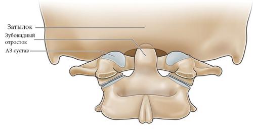 Передняя атланто-затылочная мембрана. Анатомия