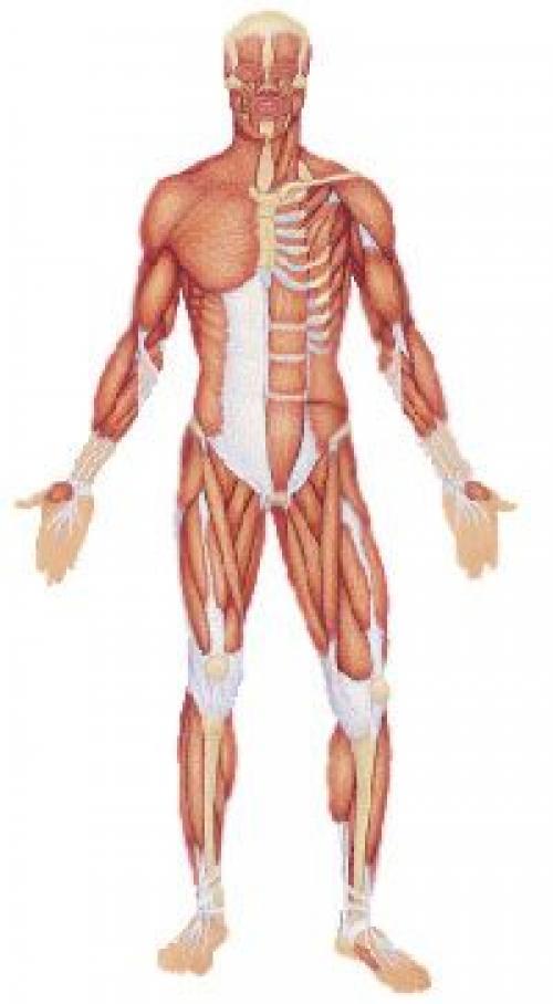 Что такое комбинированный сустав. Классификация и общая характеристика 03