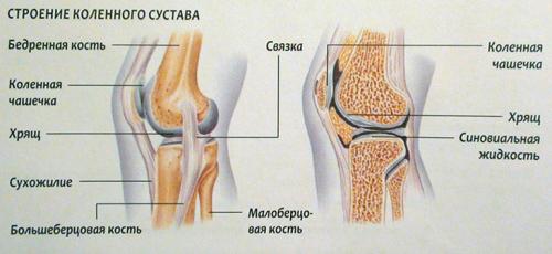 Спортивное питание для коленных суставов. Из чего состоят суставы и связки