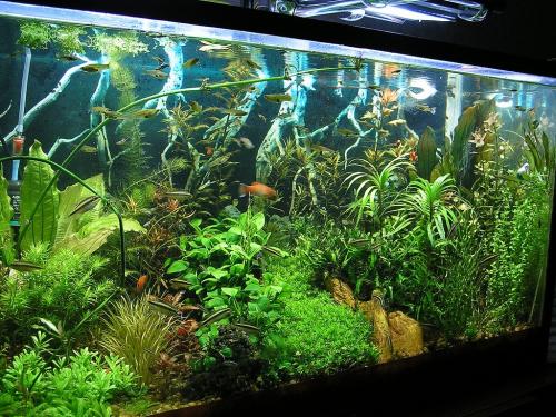 Надо ли выключать свет в аквариуме на ночь у рыб. Нужно ли выключать свет в аквариуме на ночь