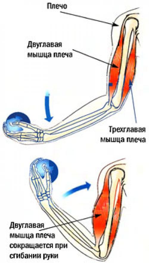 Мышцы синергисты и мышцы антагонисты