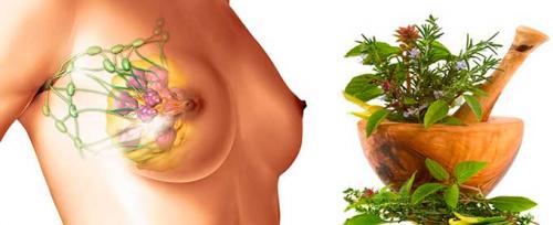 Гомеопатические препараты при мастопатии. Лечение мастопатии гомеопатией и популярные гомеопатические препараты