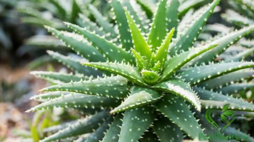 Алоэ вера применение. Домашний цветок алоэ Вера: польза и вред