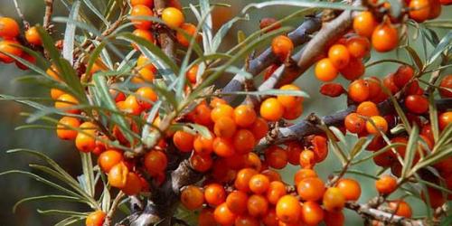 Народные рецепты из облепихи. Лечение облепихой: народные рецепты ...