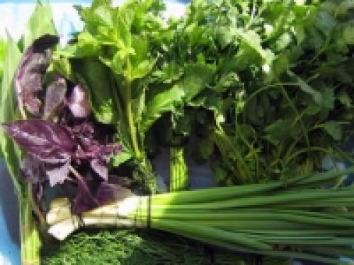 Зелень польза и вред для организма. Польза и вред зелени