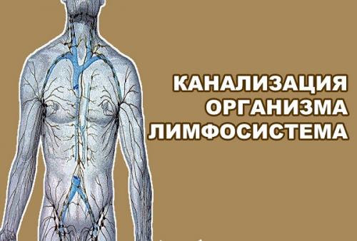Как почистить лимфу солодка и Энтеросгель эликсир молодости. Очищение лимфы солодкой и энтеросгелем: отзывы врачей и пострадавших