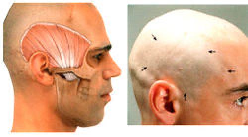 Одноосный сустав цилиндрический. I. Одноосные суставы 11 Одноосный сустав цилиндрический. I. Одноосные суставы 11