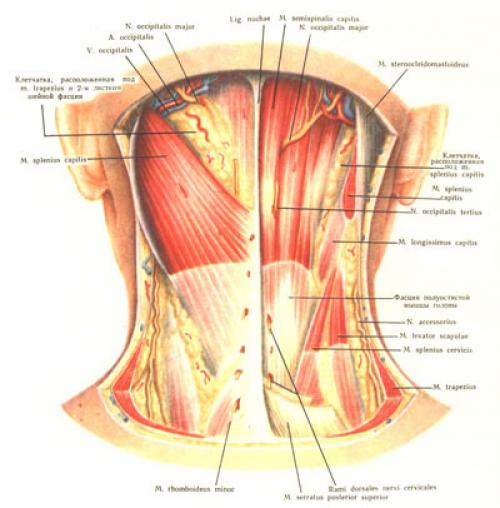 Поверхностные мышцы спины. Анатомия мышц спины. Глубокий слой