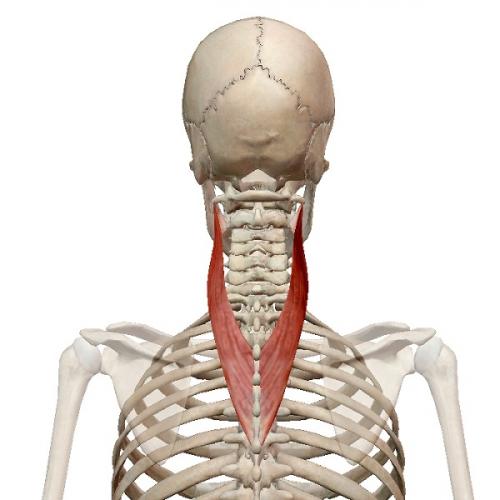 Поверхностные мышцы спины. Анатомия мышц спины. Глубокий слой