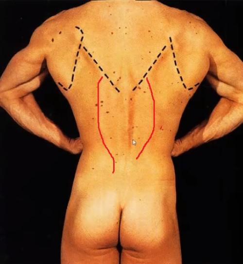 Поверхностные мышцы спины. Анатомия мышц спины. Глубокий слой