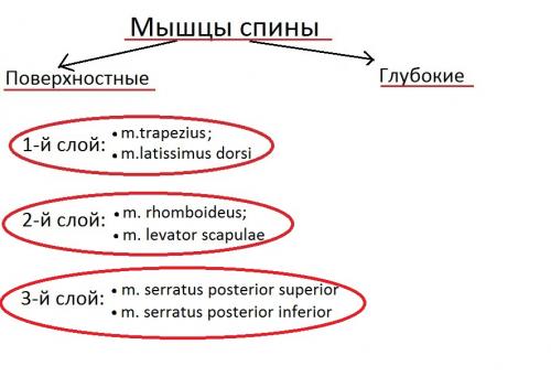 Поверхностные мышцы спины. Анатомия мышц спины. Глубокий слой