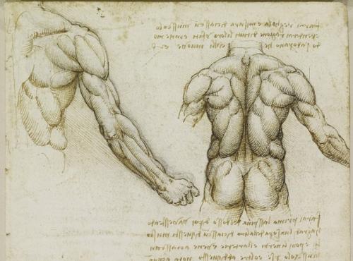 Поверхностные мышцы спины. Анатомия мышц спины. Глубокий слой