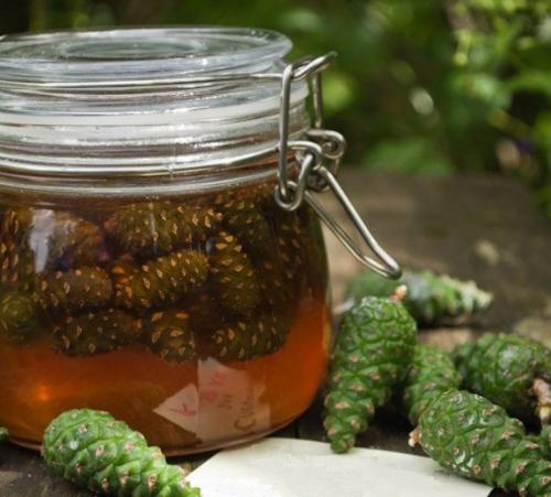 Еловый мед польза и вред. Сосновый мед