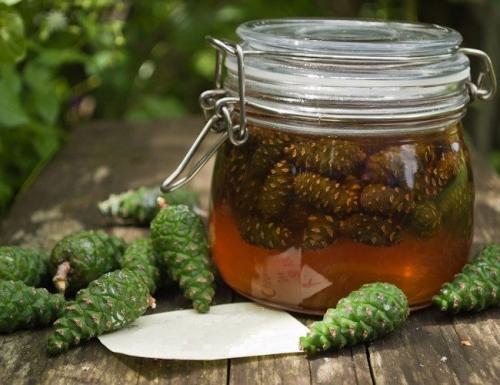 Мед из еловых шишек. Мед из сосновых шишек