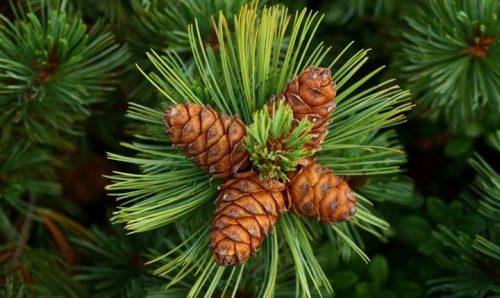 Мед из еловых шишек. Мед из сосновых шишек