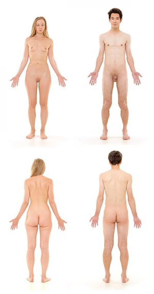 Суставы тела человека таблица. Классификация суставов и их общая характеристика 01