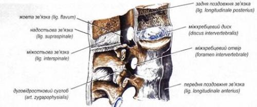 Суставы тела человека таблица. Классификация суставов и их общая характеристика 02