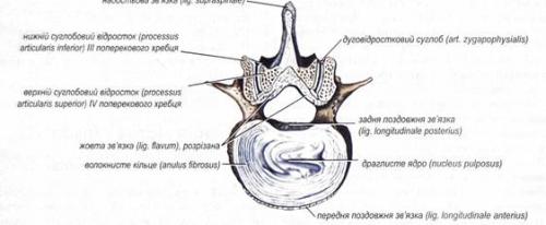 Суставы тела человека таблица. Классификация суставов и их общая характеристика 03