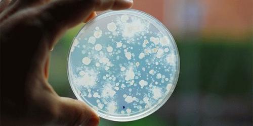 Нити мицелия обнаружены. Нити мицелия 02