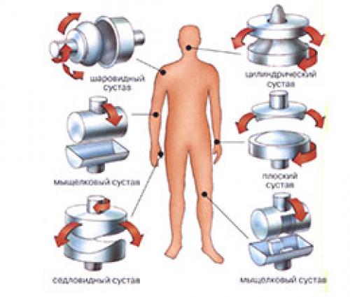 Какие суставы являются по форме многоосными. Фрагменты