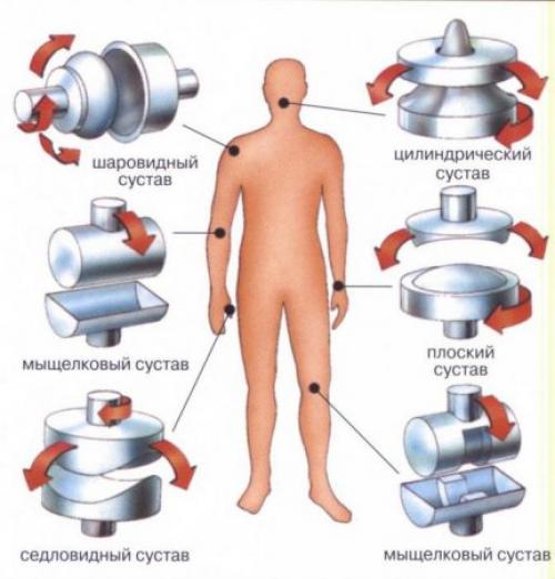 Характеристика суставов таблица по анатомии. Анатомические особенности