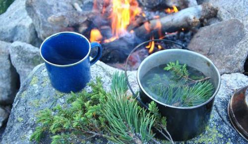 Рецепт хвойного чая. Как приготовить чай из ХВОИ?