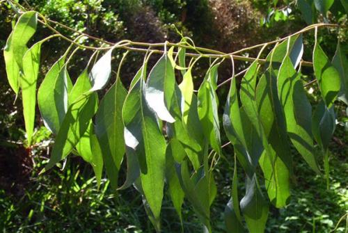 Хвойный чай для кур. Восемь токсичных растений, которые нельзя использовать в птицеводстве