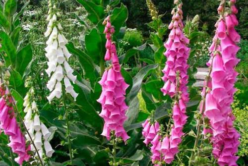 Хвойный чай для кур. Восемь токсичных растений, которые нельзя использовать в птицеводстве