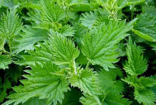 Хвойный чай для кур. Восемь токсичных растений, которые нельзя использовать в птицеводстве