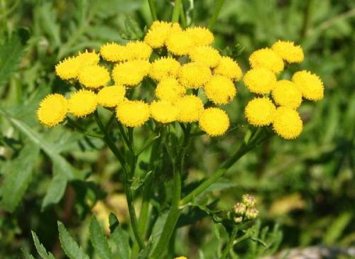 Хвойный чай для кур. Восемь токсичных растений, которые нельзя использовать в птицеводстве