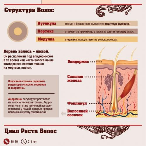 Как понять, что волосы растут. Как и от чего растут волосы на голове?