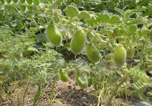 Нут свойства и рецепты. Нут