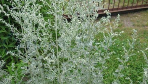 Настойка полыни горькой от кашля. Настойка и отвар полыни от кашля