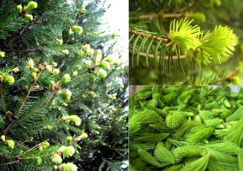 Полынь горькая лечение кашля. Лечим кашель.