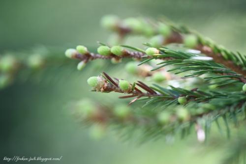 Полынь горькая лечение кашля. Лечим кашель.