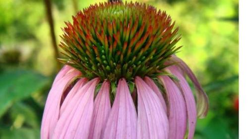 10 бодрящих напитков. Как взбодриться без энергетиков: ТОП – 10 бодрящих напитков