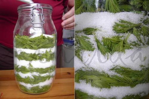 Полынь горькая лечение кашля. Лечим кашель.