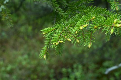 Полынь горькая лечение кашля. Лечим кашель.
