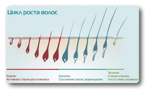 Как понять, что волосы растут. Как и от чего растут волосы на голове?