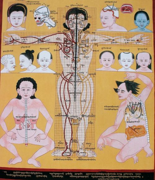 Тибетская медицина лечение по руке. Тибетская медицина точки диагностики и лечения