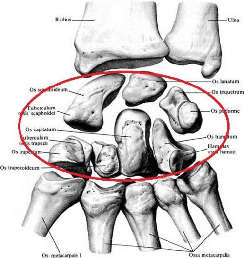 Анатомия кисти сухожилия. Анатомия кисти. Строение костей кисти.