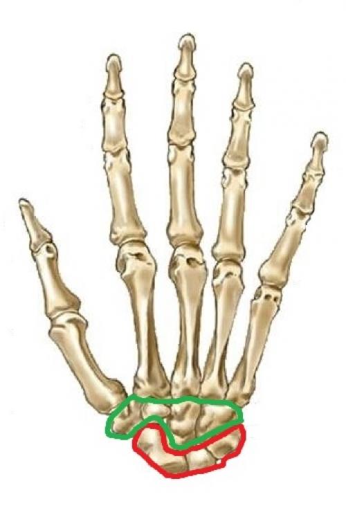 Анатомия кисти сухожилия. Анатомия кисти. Строение костей кисти.
