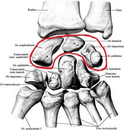 Анатомия кисти сухожилия. Анатомия кисти. Строение костей кисти.