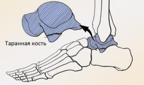 Строение большого пальца ноги. Расположение костей