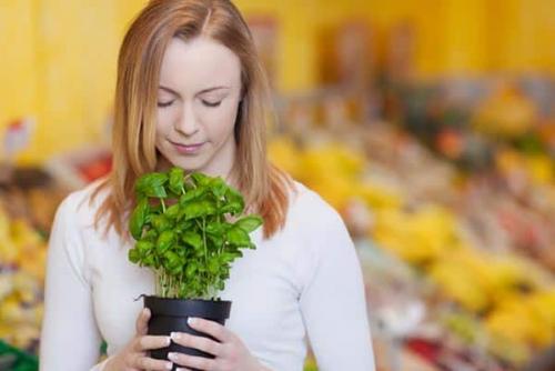 Базилик и шампунь. Применение базилика для роста волос: эфирное масло, отвар